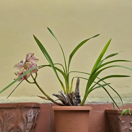 Dimora Del Magnifico Πανσιόν Φλωρεντία